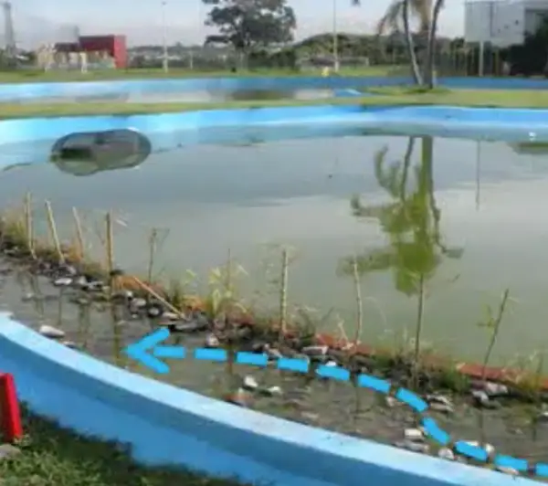 Criaderos de Tilapia