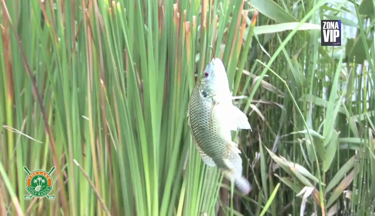 Tilapia recién capturada