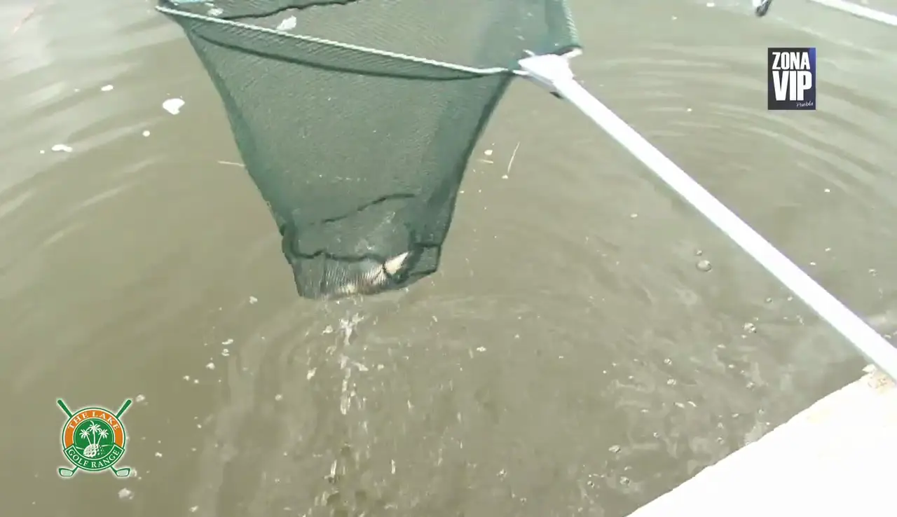 Área de procesamiento